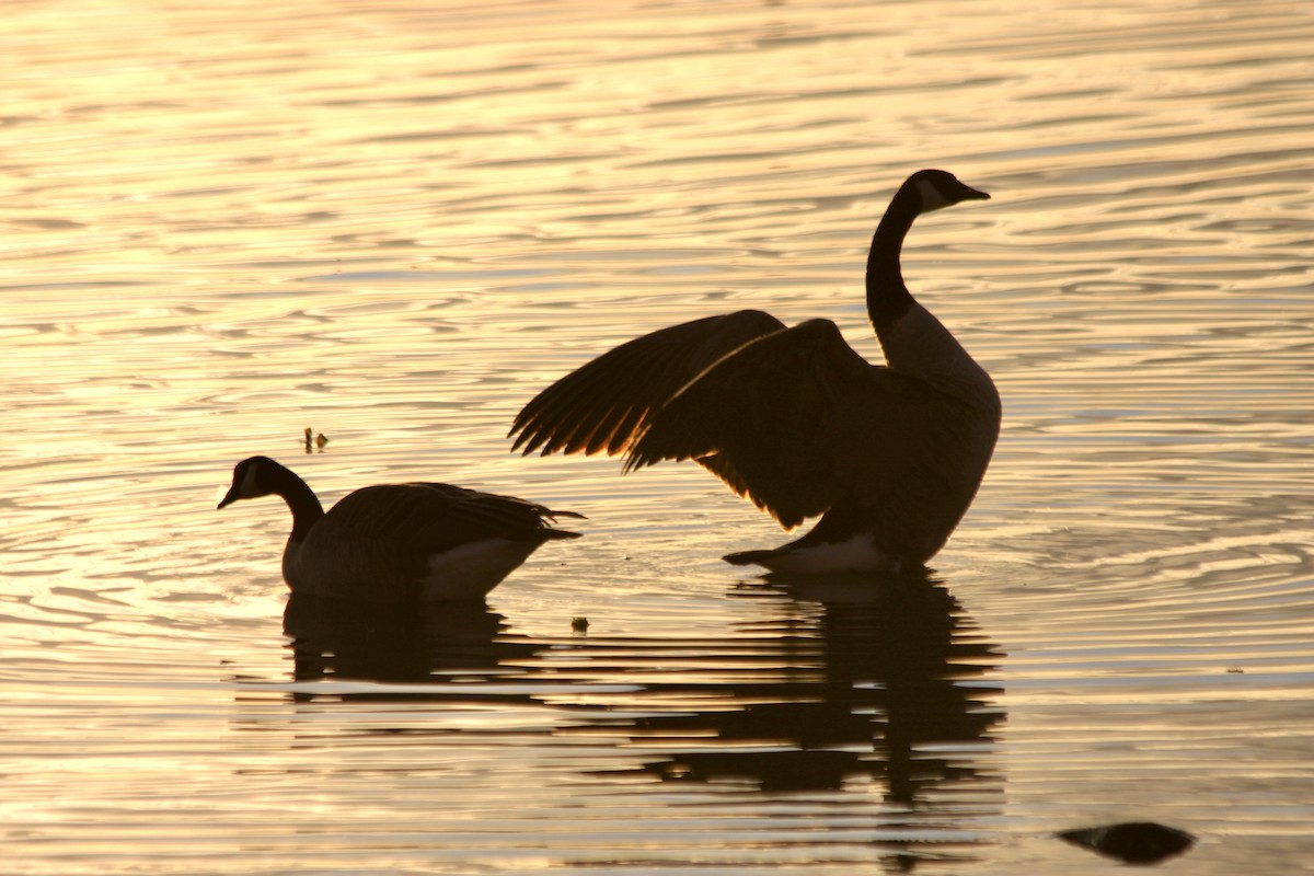 Canada Goose - ML645292376