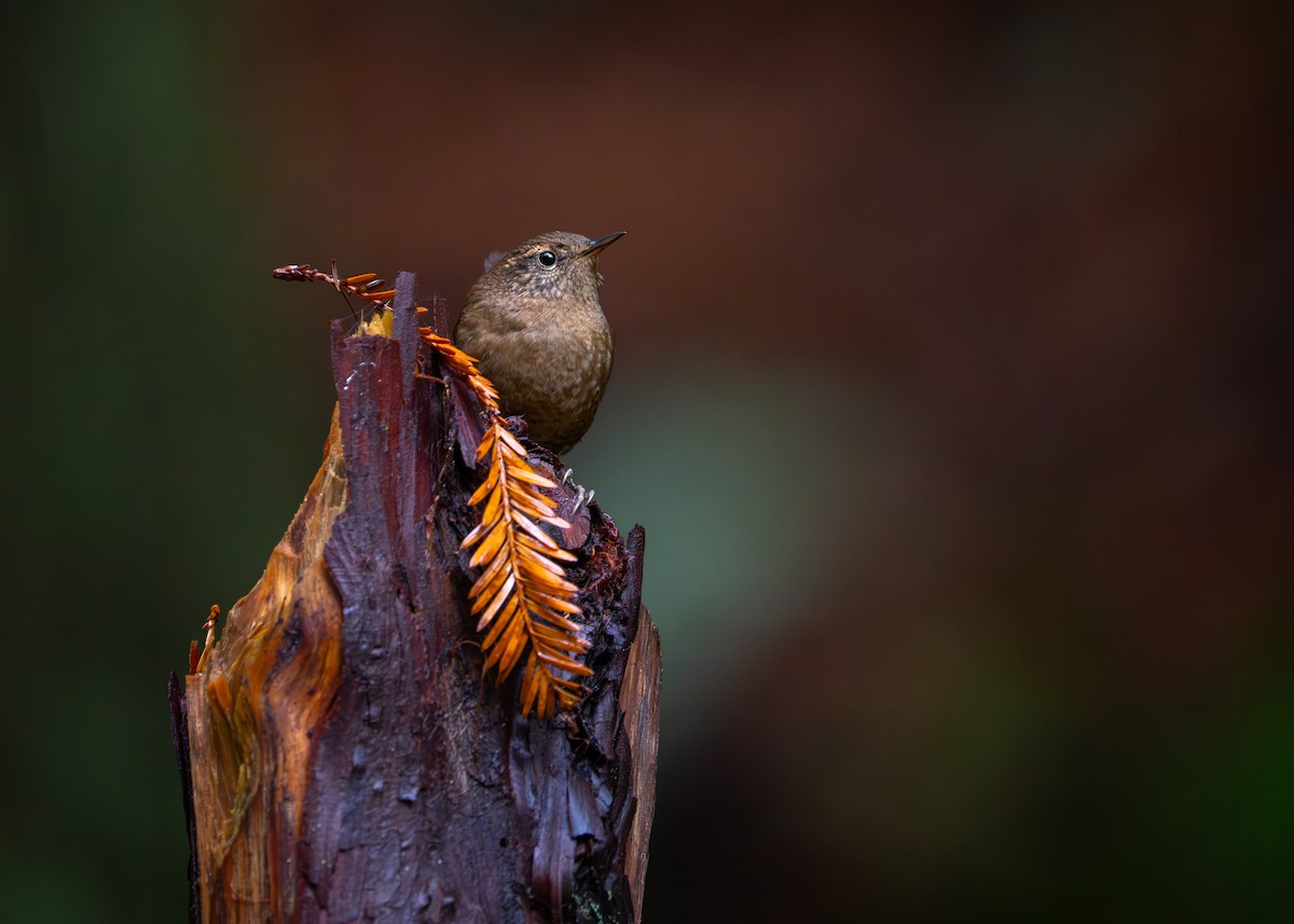 Pacific Wren - ML645292377