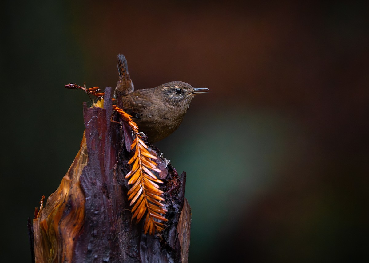 Pacific Wren - ML645292378