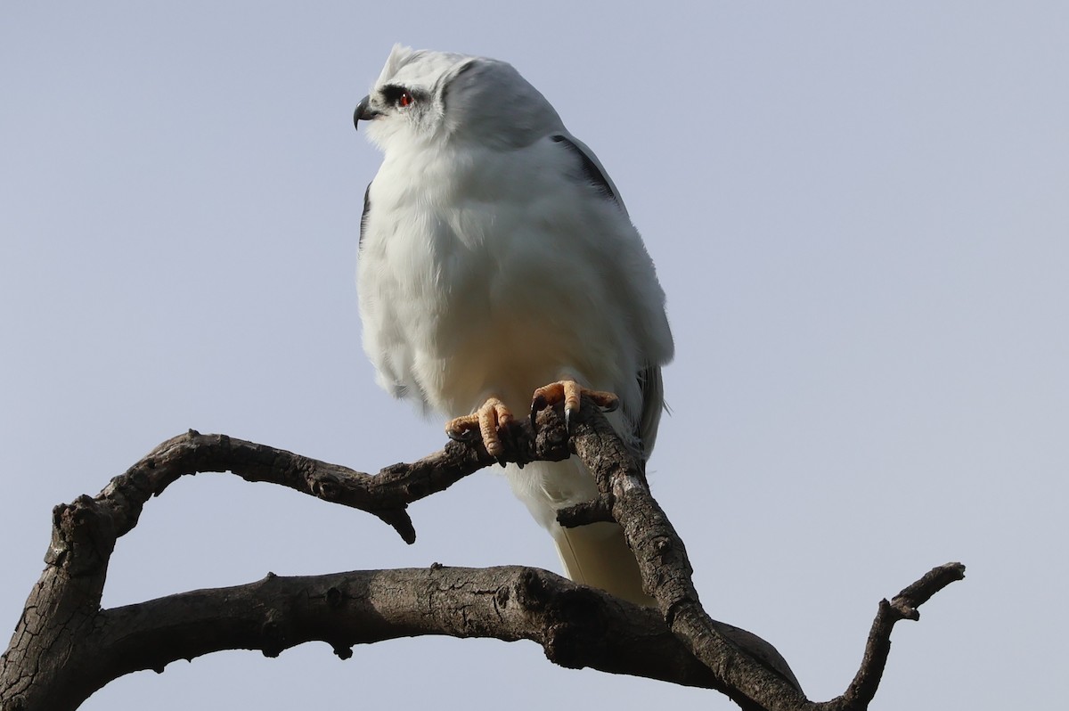 Black-shouldered Kite - ML645292381