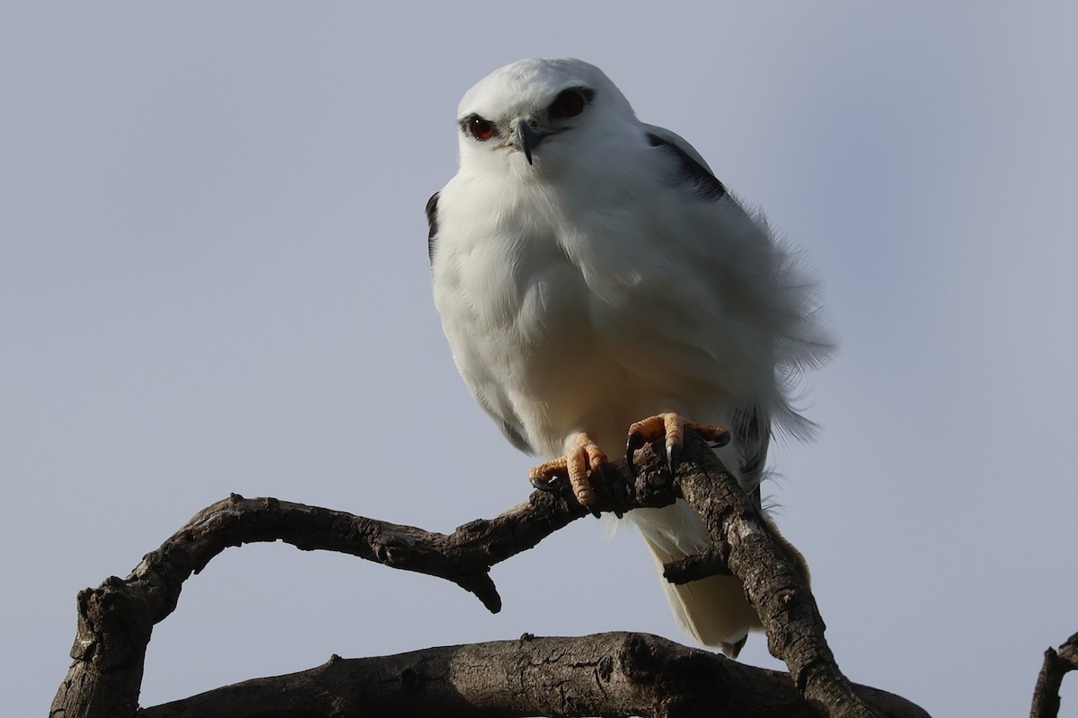 Black-shouldered Kite - ML645292394