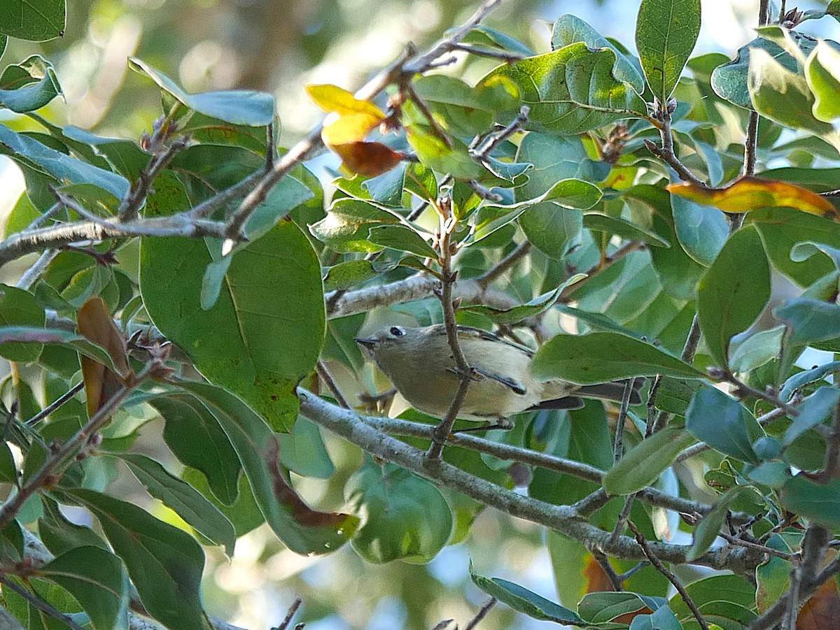 Ruby-crowned Kinglet - ML645292400