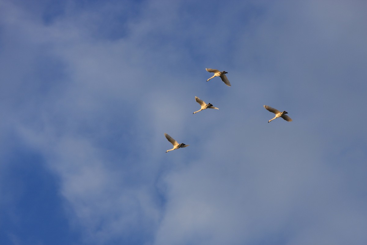 Trumpeter/Tundra Swan - ML645292402