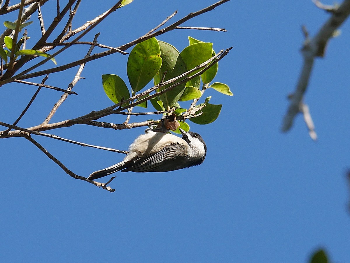 Carolina Chickadee - ML645292410