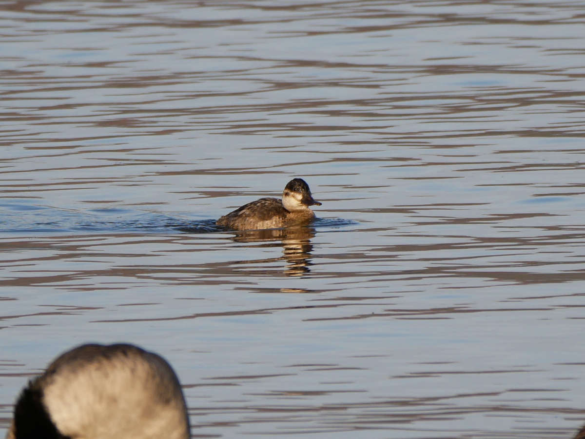 kobberand - ML645292427