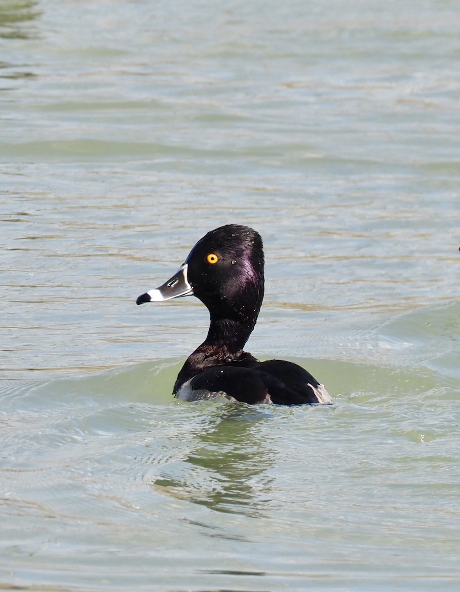Ring-necked Duck - ML645292433
