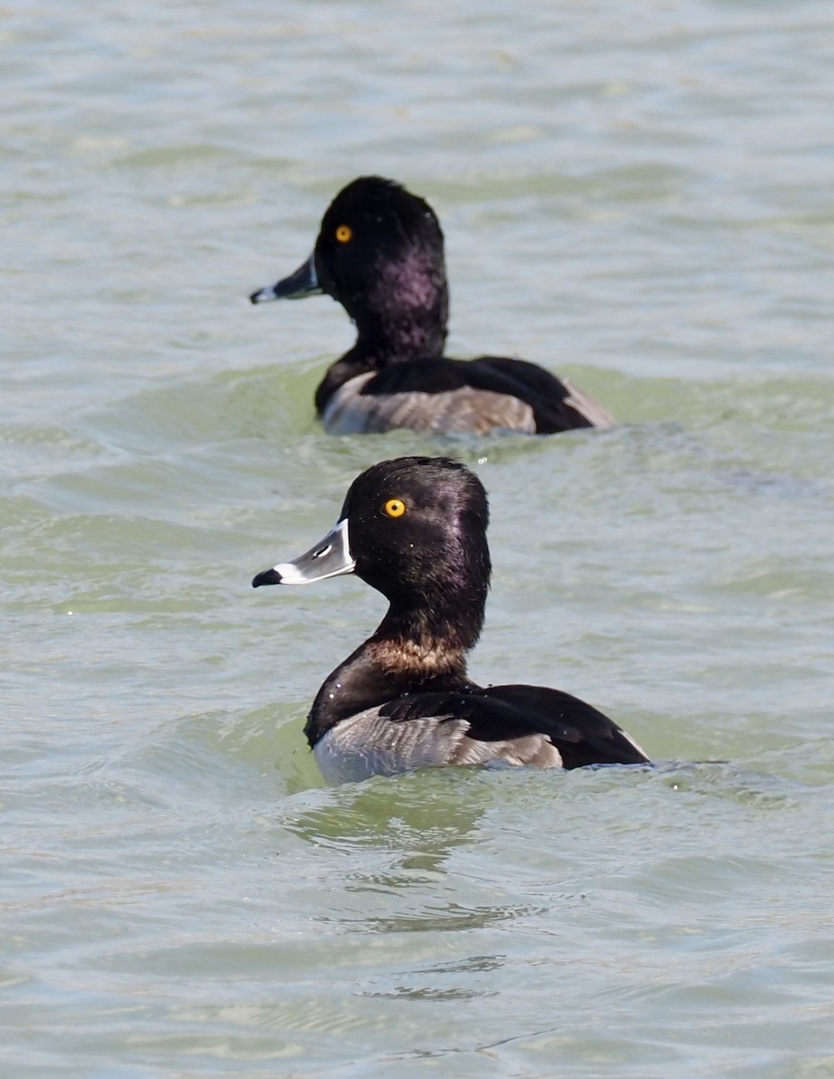 Ring-necked Duck - ML645292434