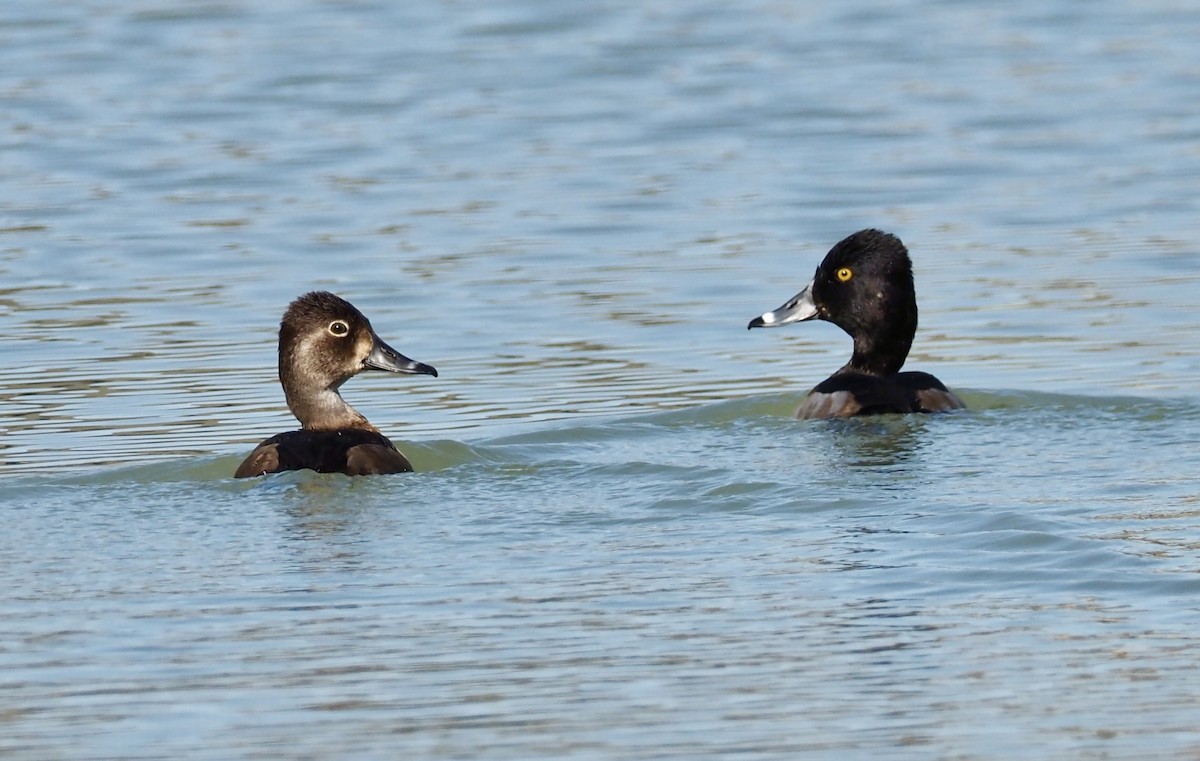 Ring-necked Duck - ML645292435