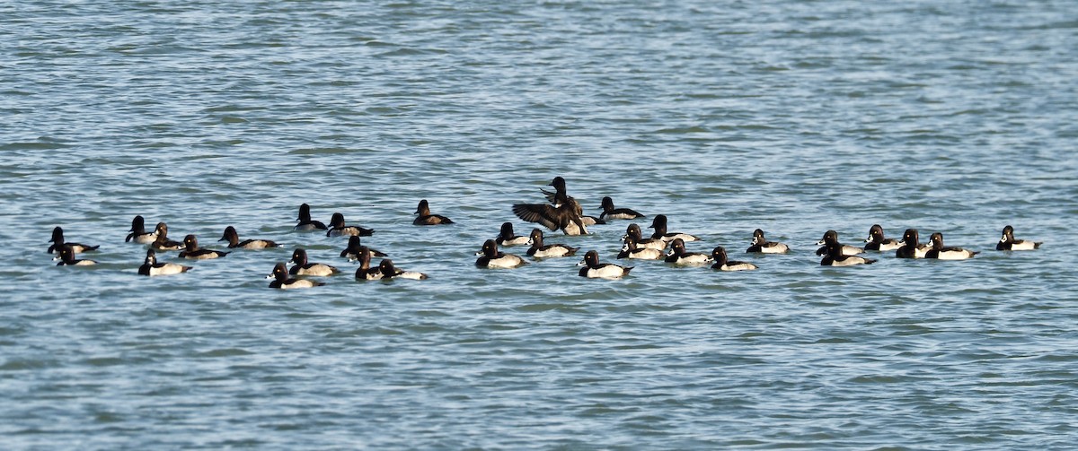 Ring-necked Duck - ML645292437