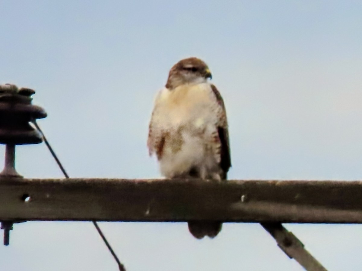 Ferruginous Hawk - ML645292443
