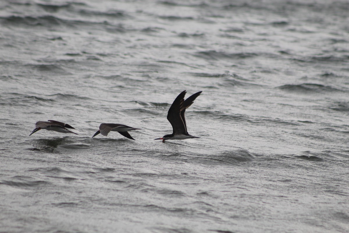 Black Skimmer - ML645292447