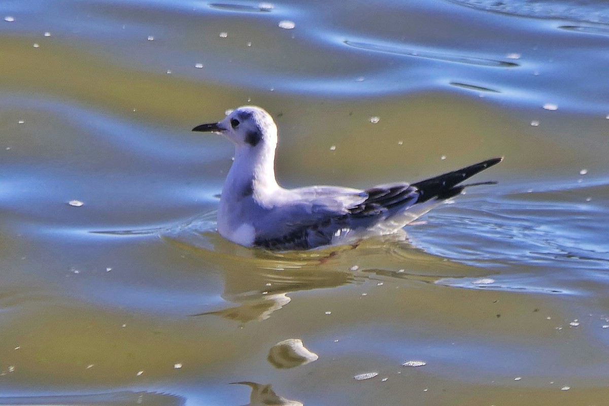 Bonaparte's Gull - ML645292448