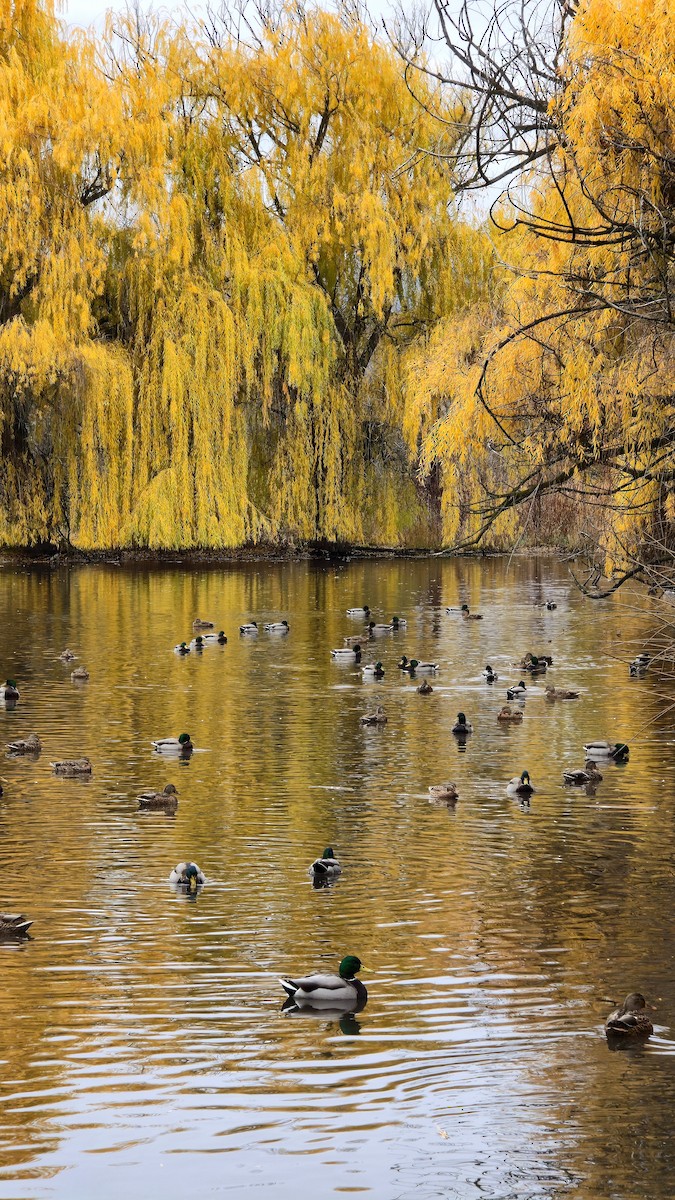 Mallard - ML645292459