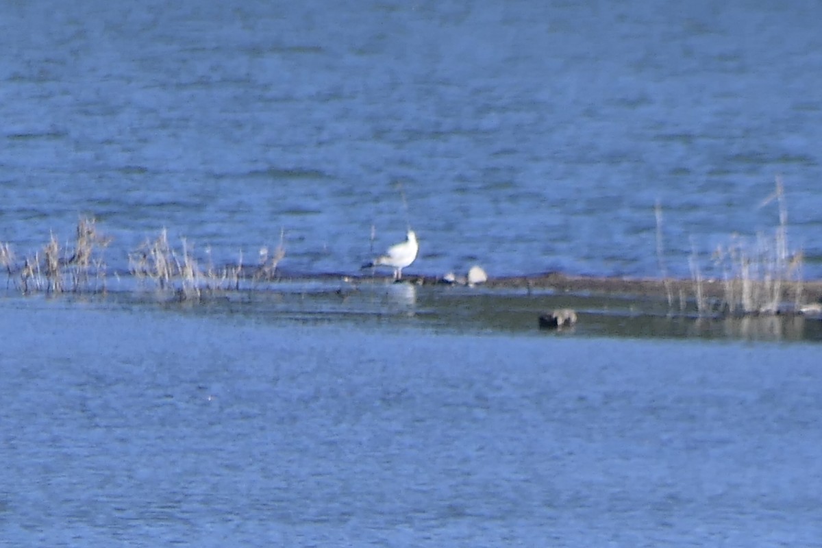 gull sp. - ML645292468