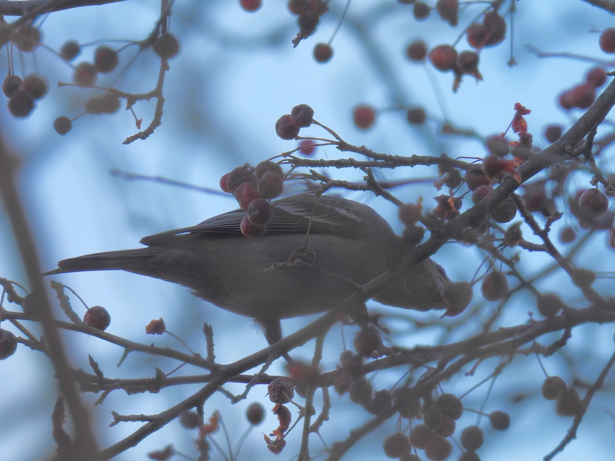 Tayga Çütresi - ML645292475
