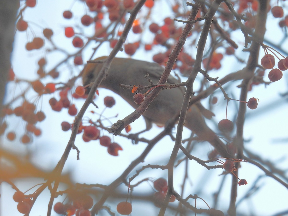 Tayga Çütresi - ML645292478