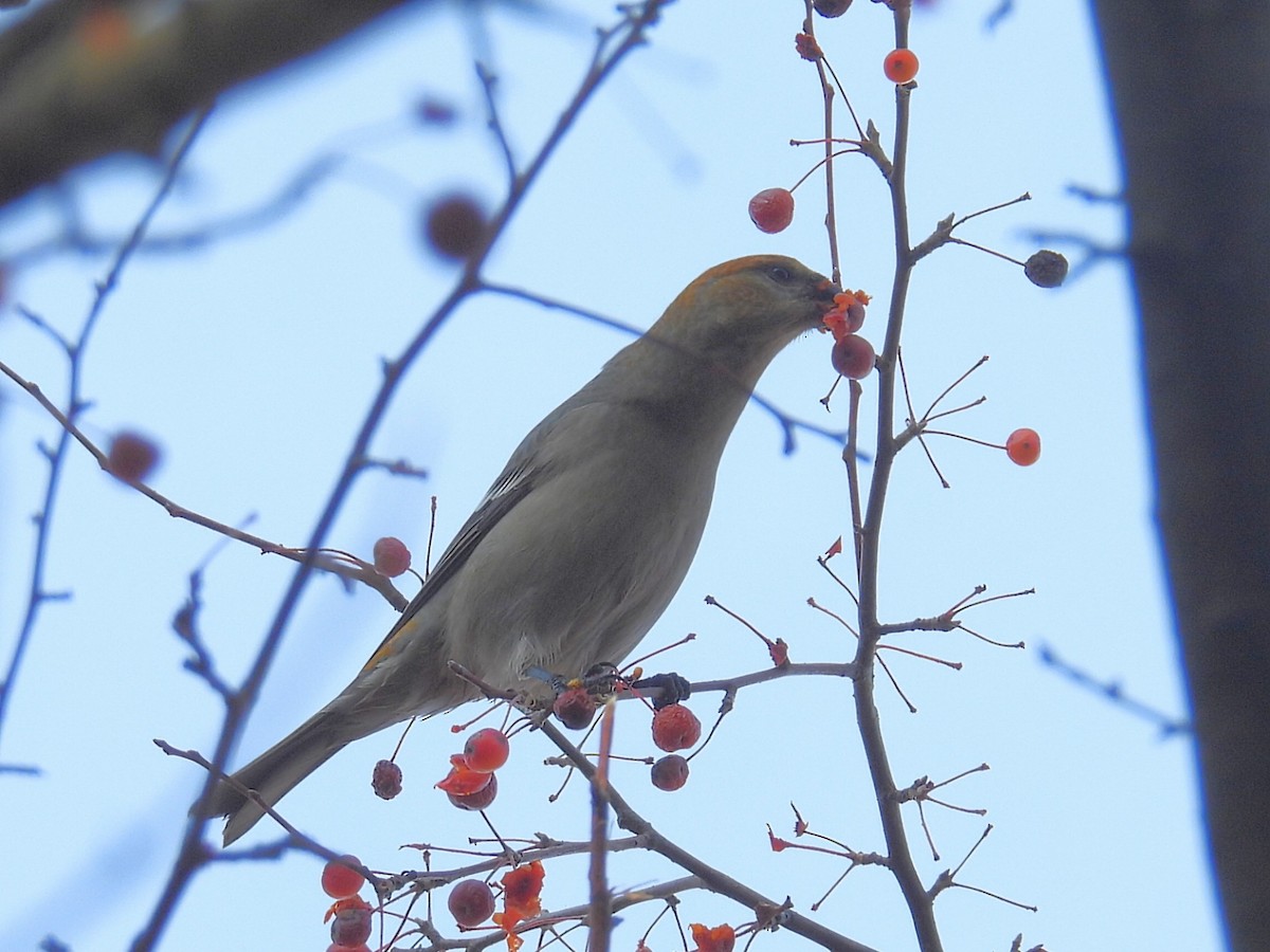 Tayga Çütresi - ML645292480