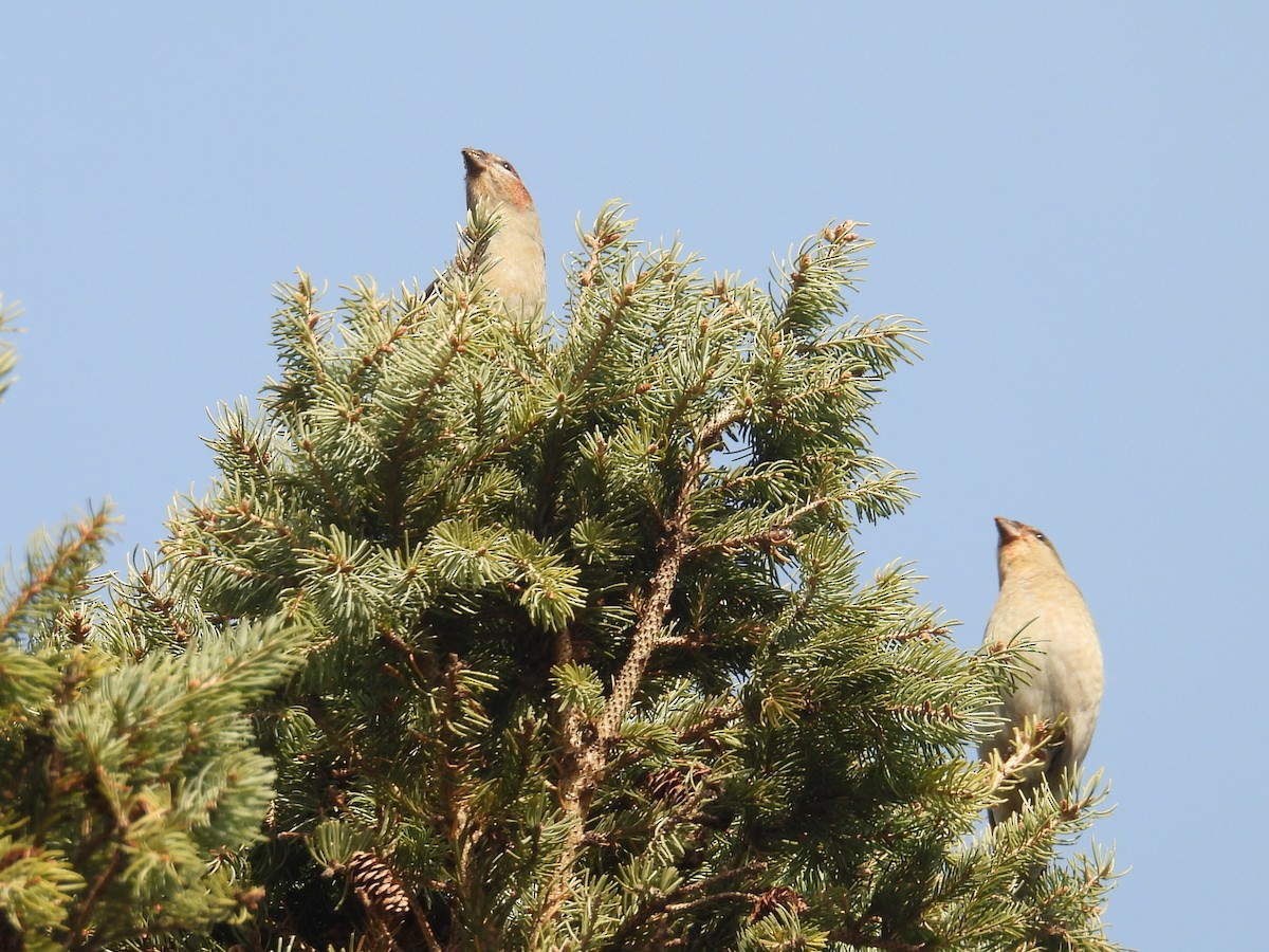 Tayga Çütresi - ML645292485