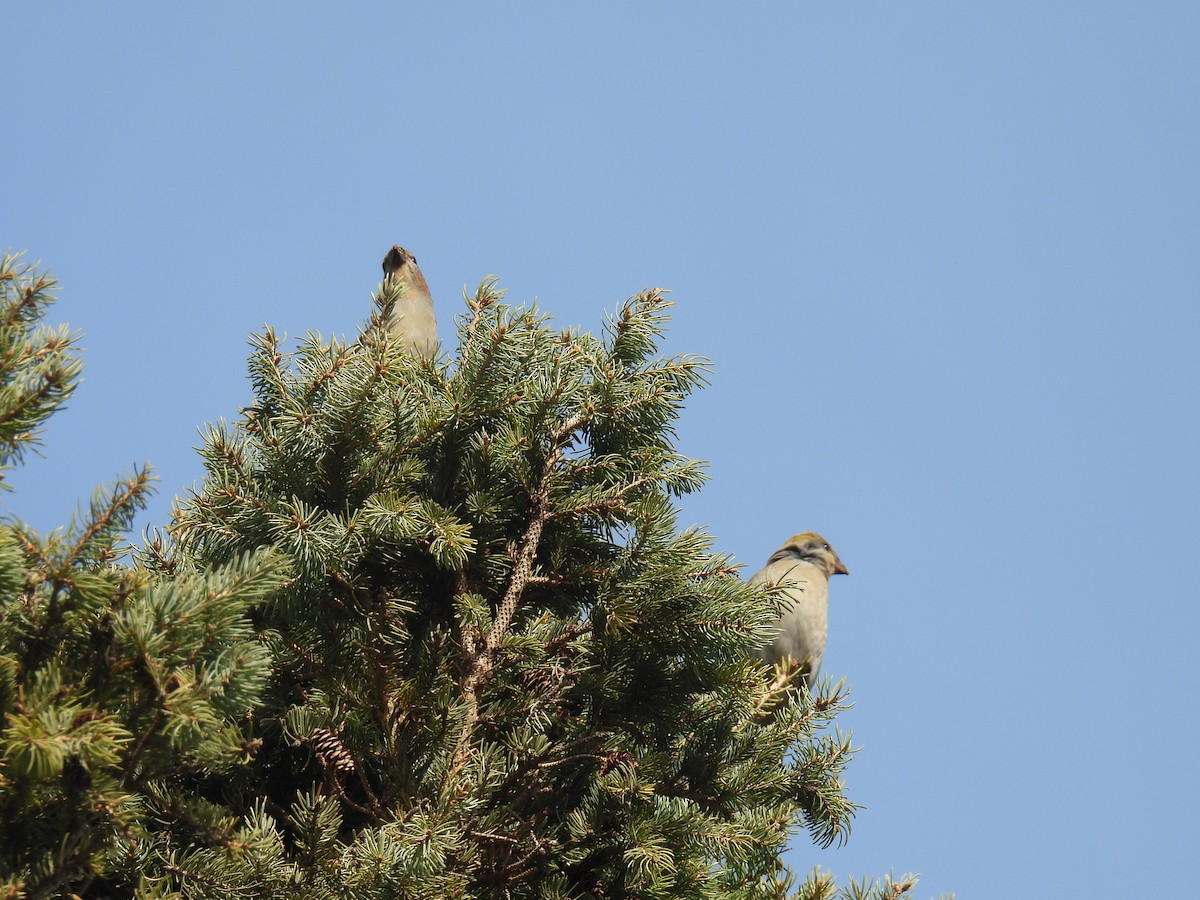 Tayga Çütresi - ML645292487