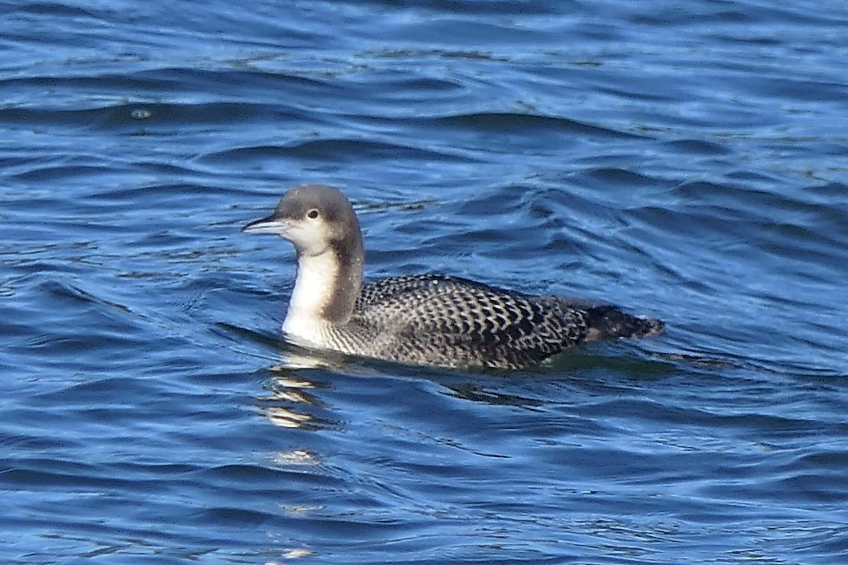 Pacific Loon - ML645292492