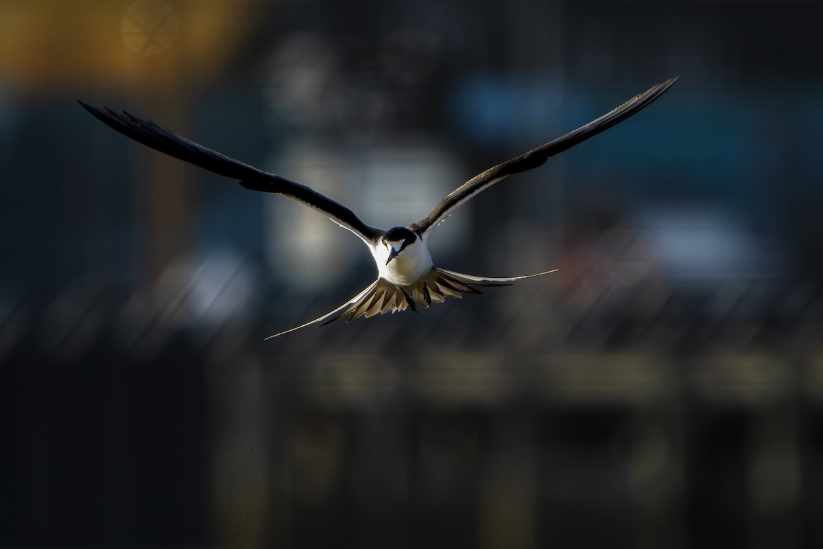 Sooty Tern - ML645292493