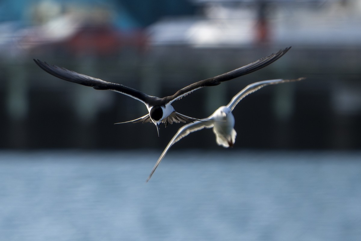 Sooty Tern - ML645292494