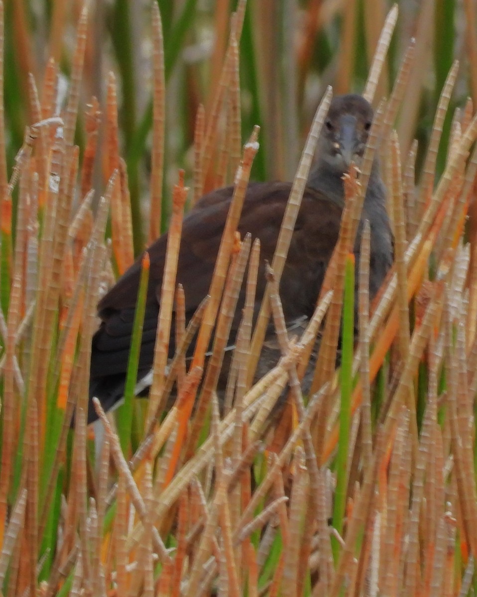 Gallinule d'Amérique - ML645292504