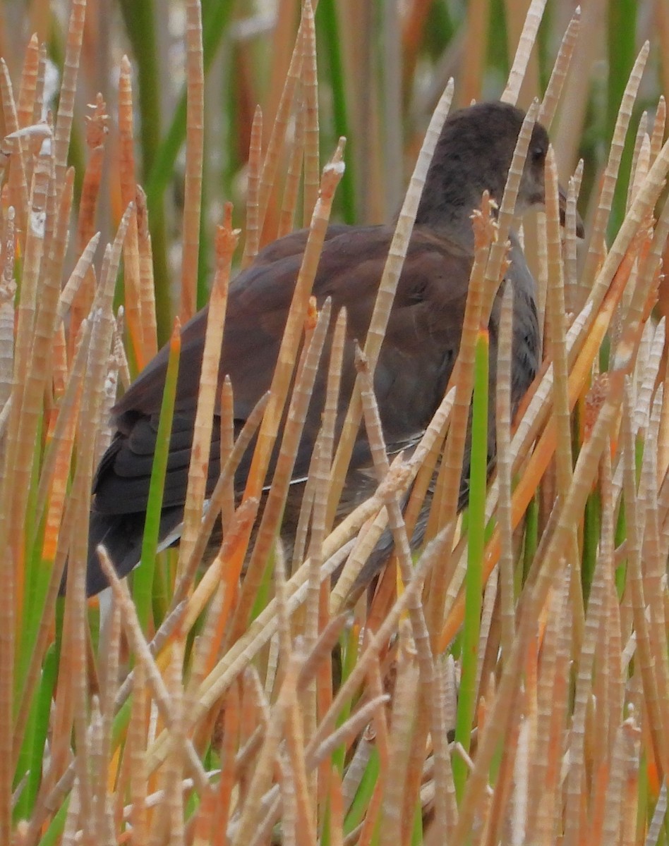 Gallinule d'Amérique - ML645292505
