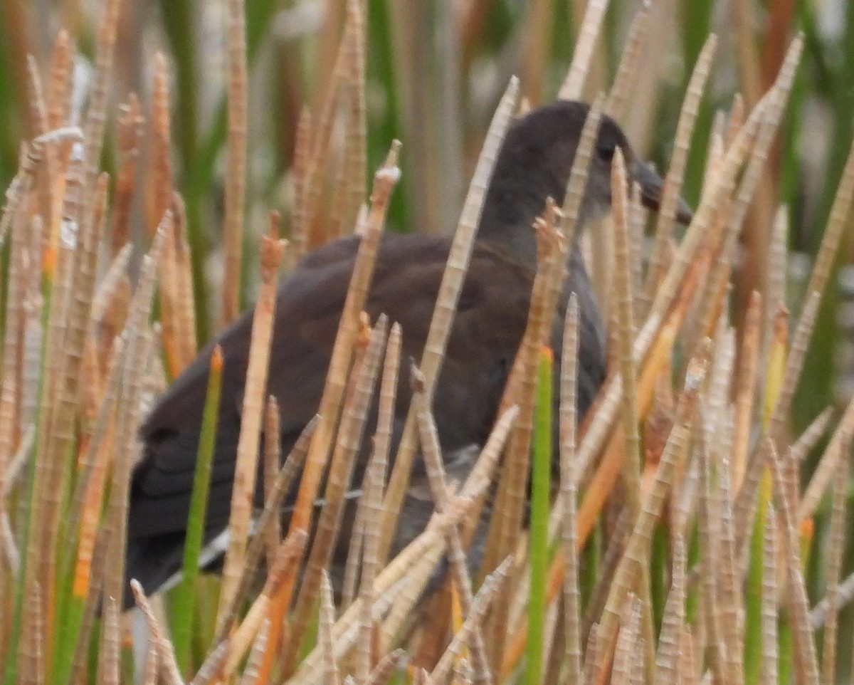Gallinule d'Amérique - ML645292506