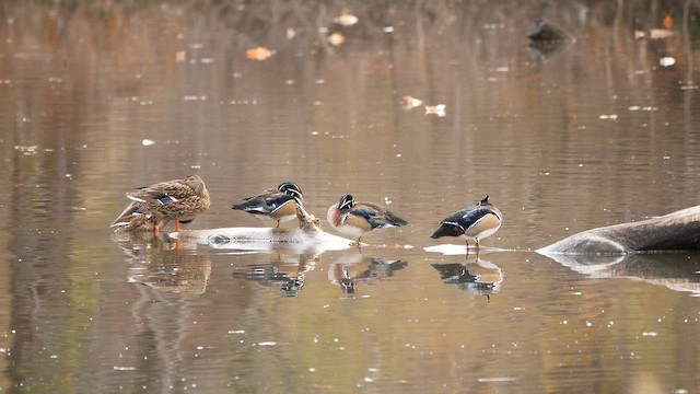 Ahate karolinarra - ML645292516