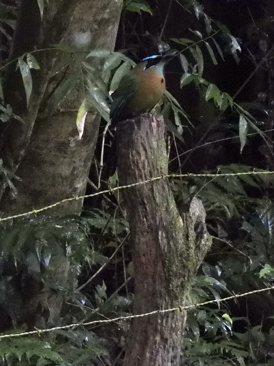 Lesson Motmotu - ML645292545