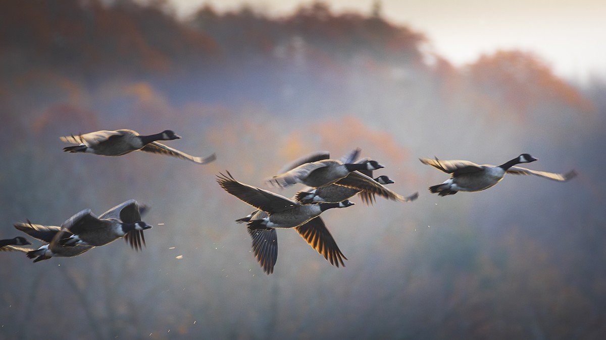 Canada Goose - ML645292582