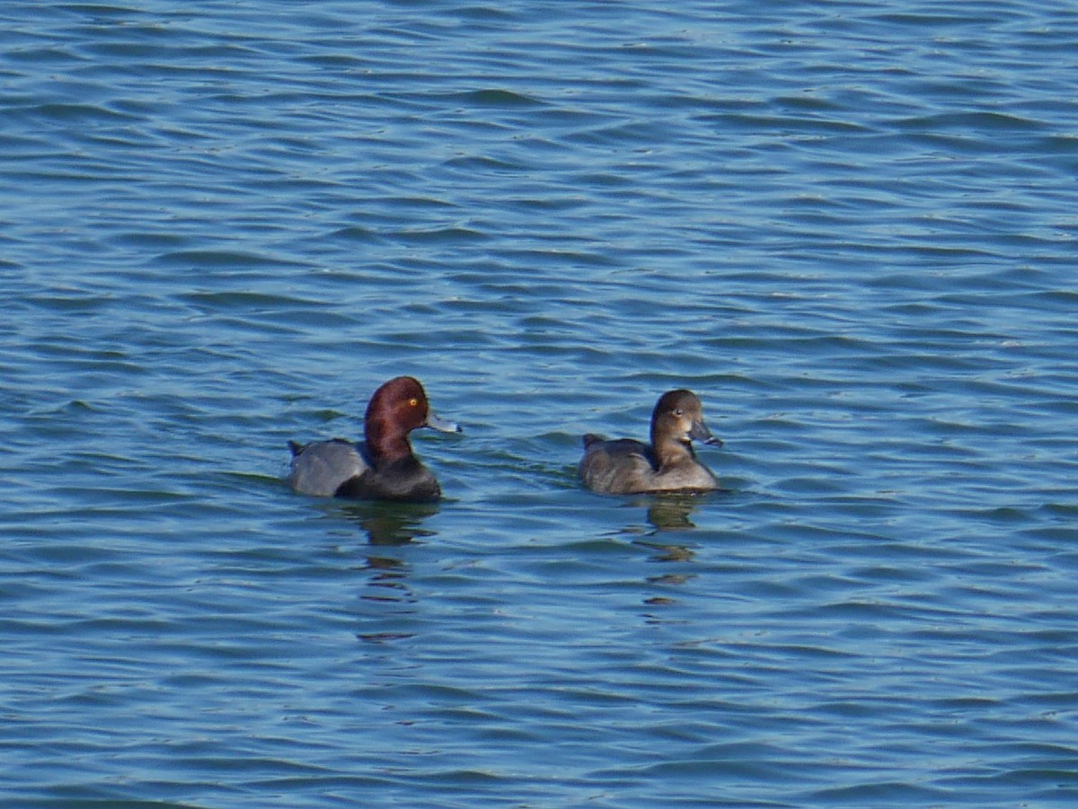 Redhead - ML645292599