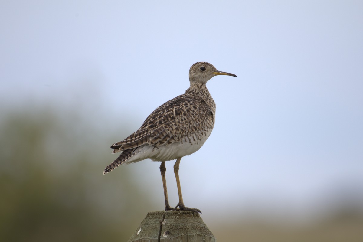 Upland Sandpiper - ML645292606