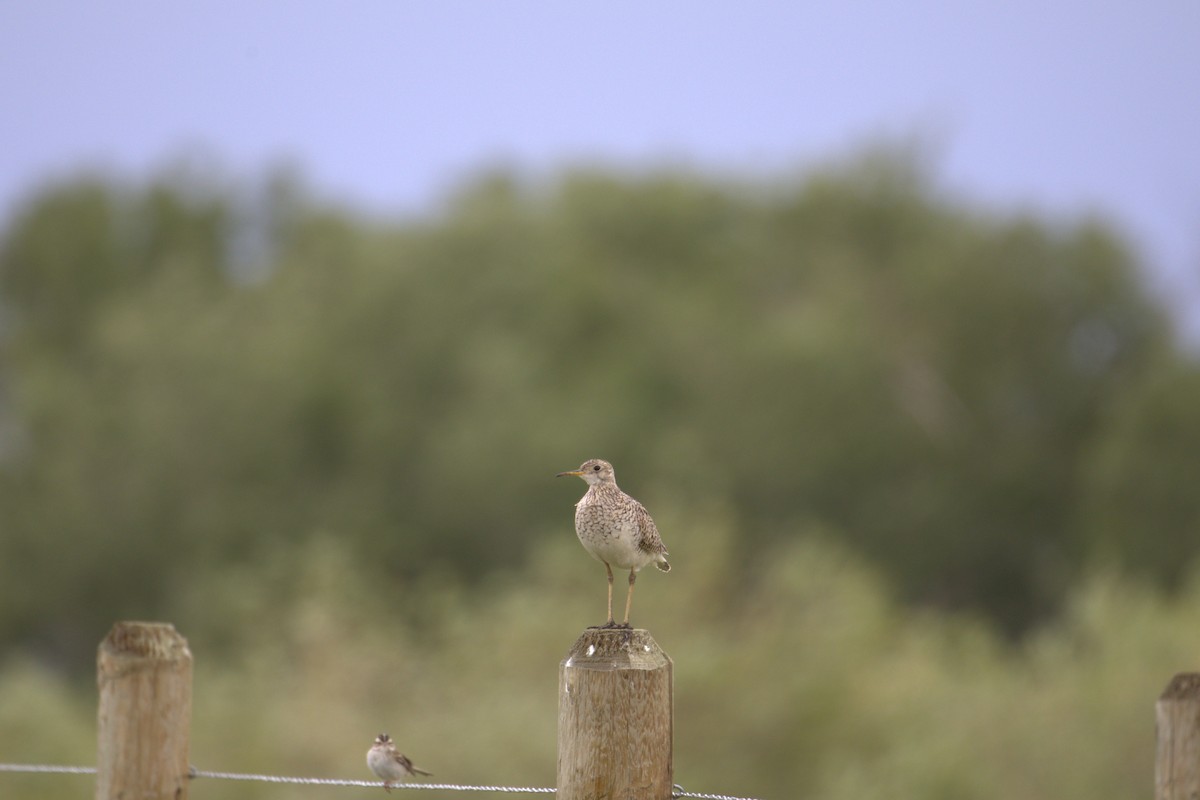Upland Sandpiper - ML645292607