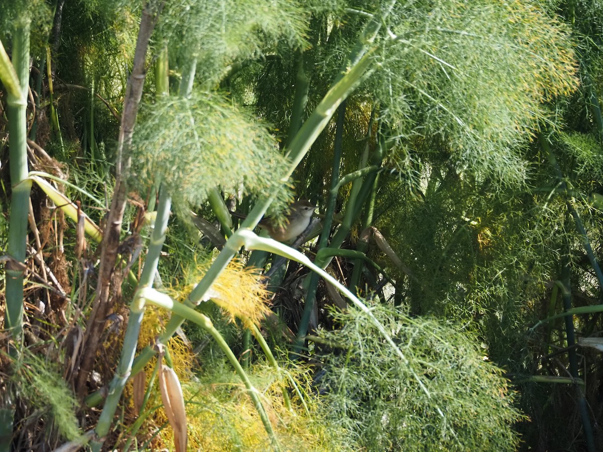 ズアカオオセッカ - ML645292610