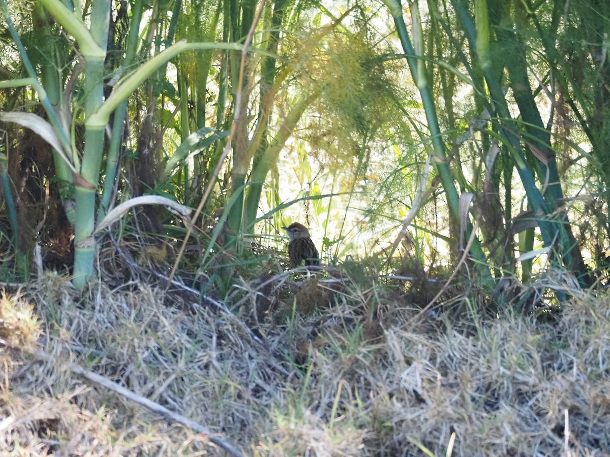 ズアカオオセッカ - ML645292611