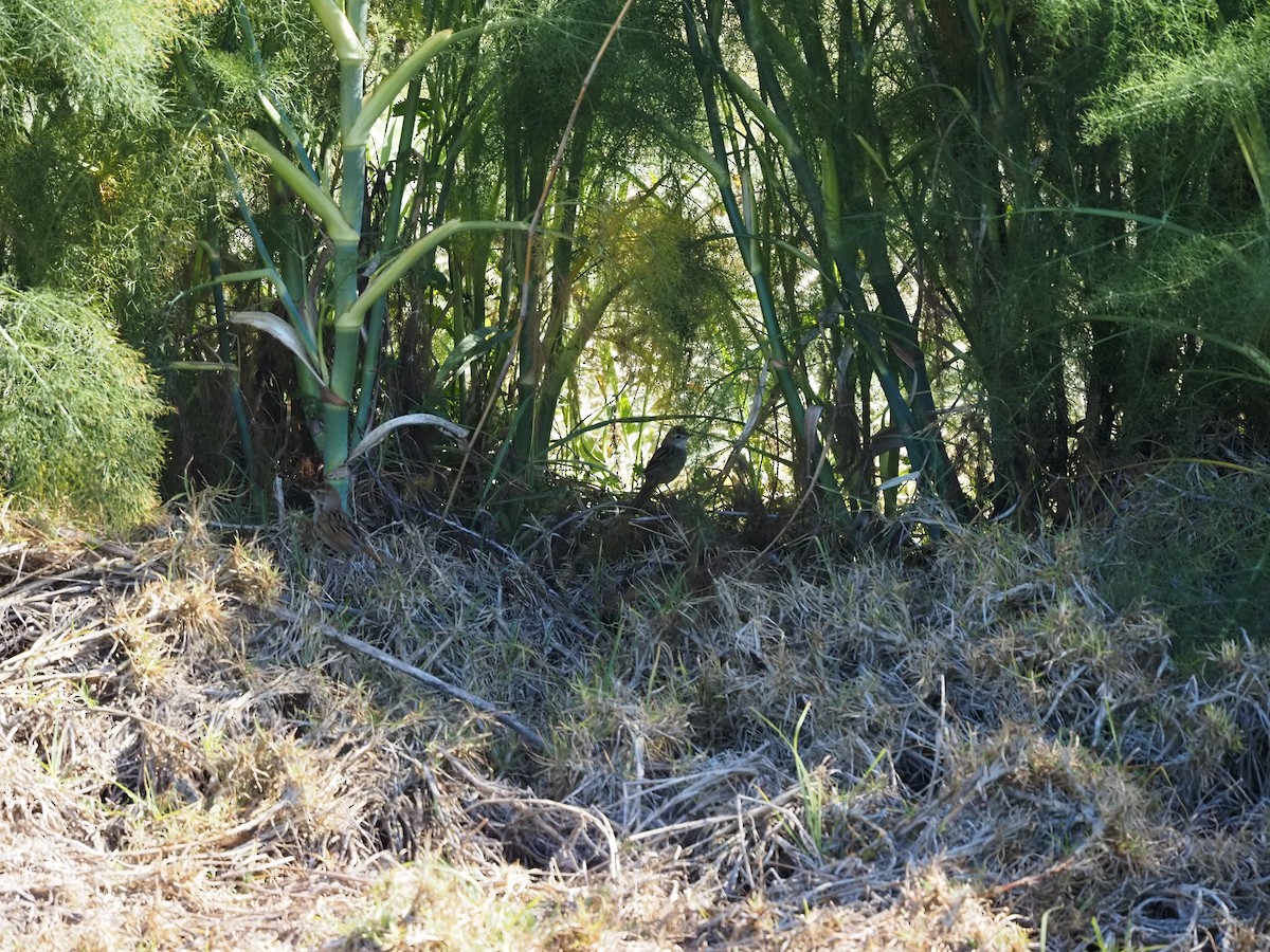 ズアカオオセッカ - ML645292612