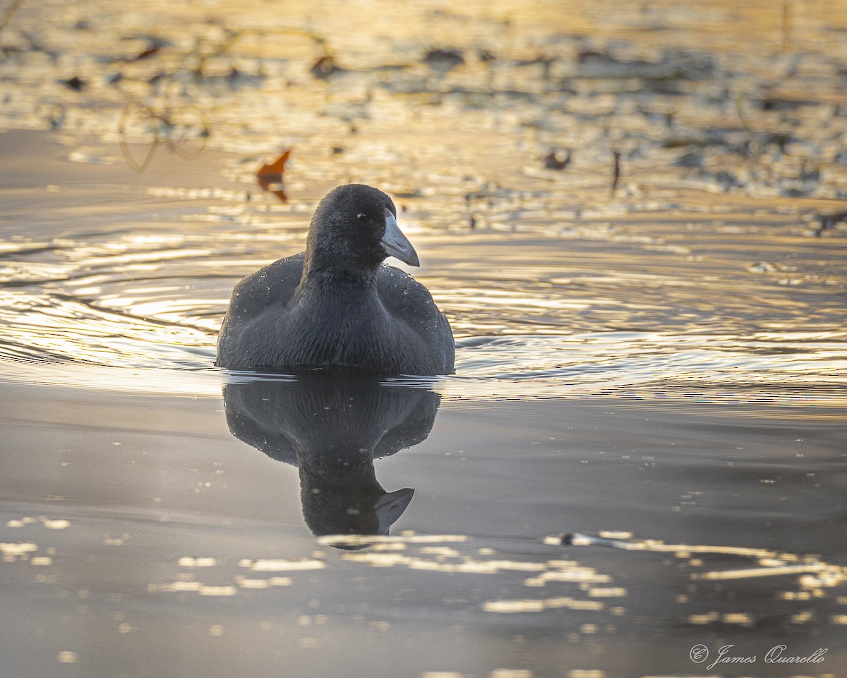 American Coot - ML645292614