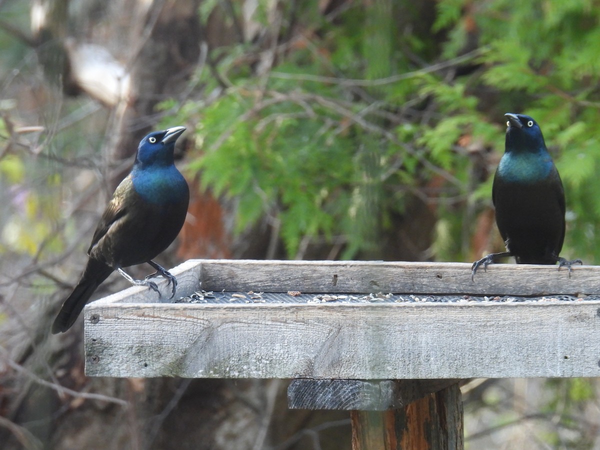 Common Grackle - ML645292635