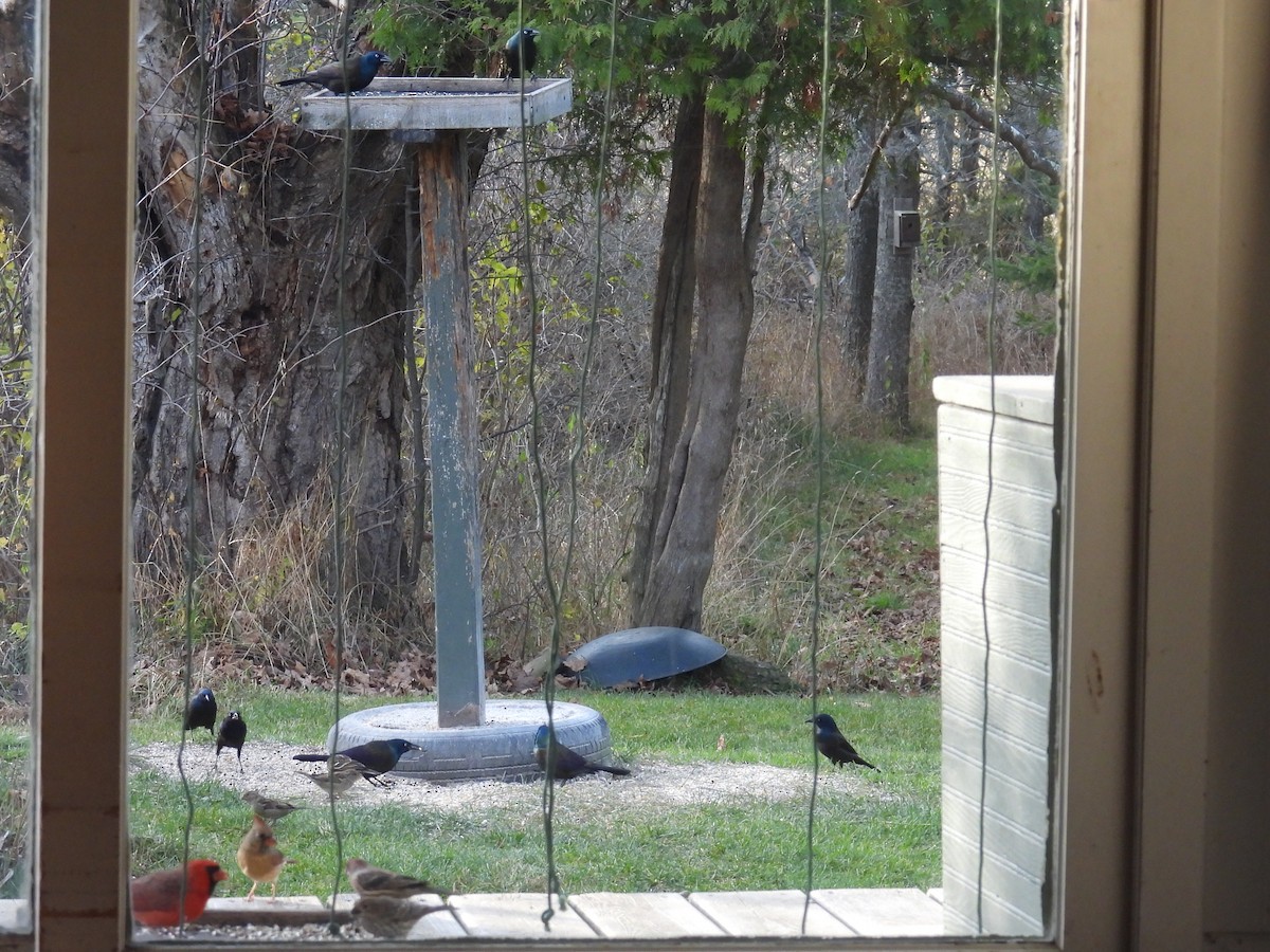 Common Grackle - ML645292636