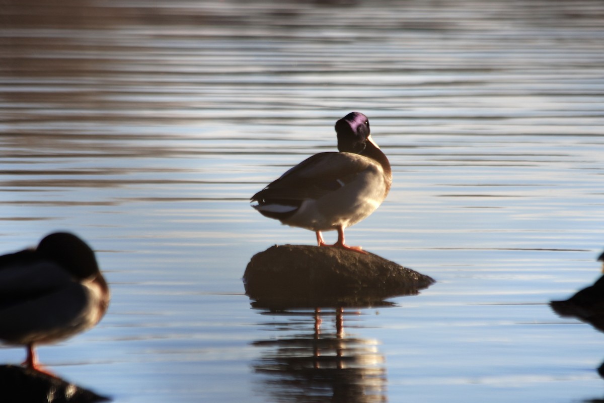 Mallard - ML645292637