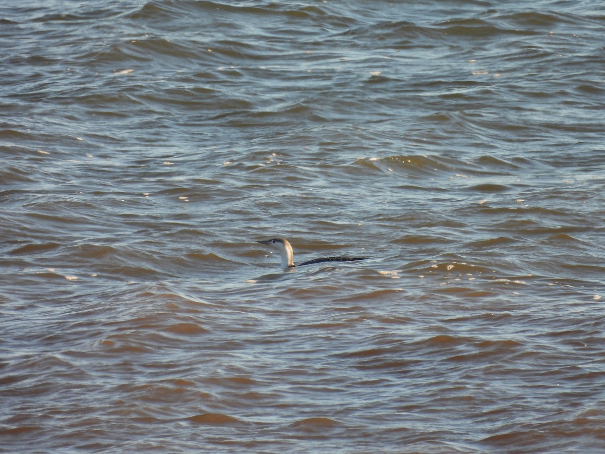 צוללן אדום-גרון - ML645292643