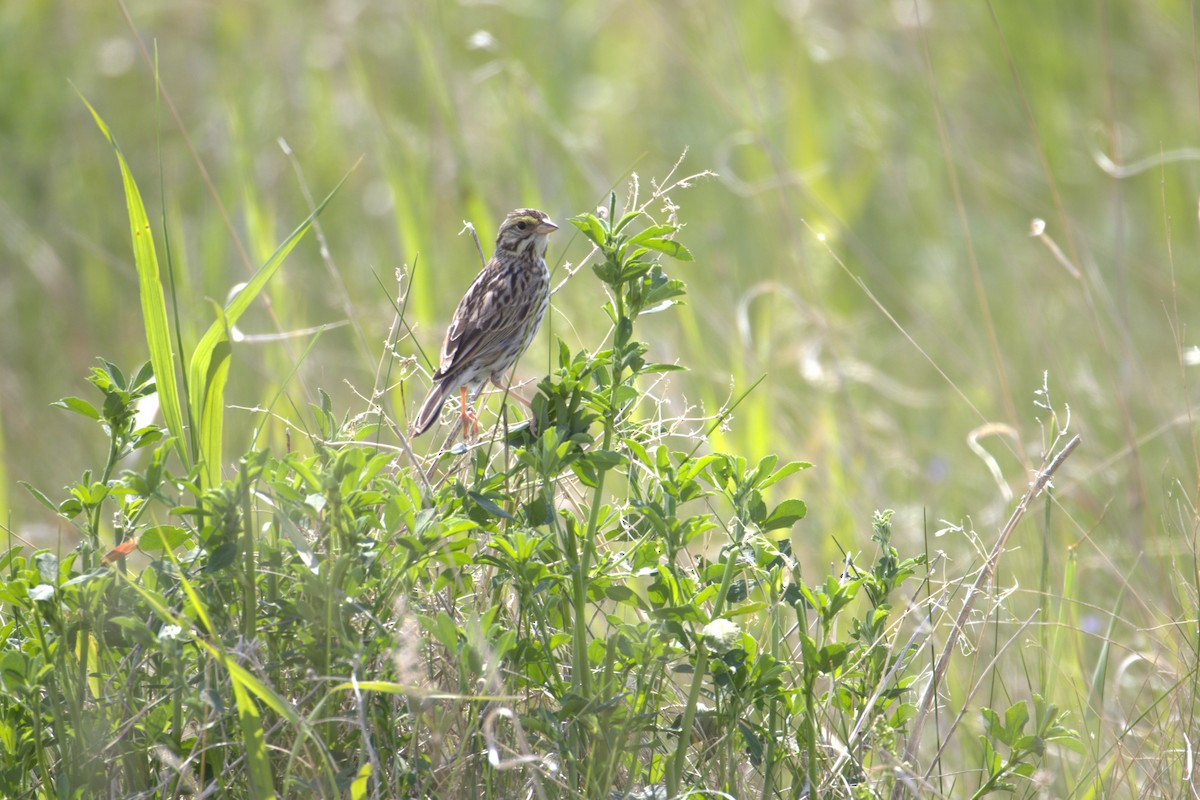 Savannah Sparrow - ML645292645