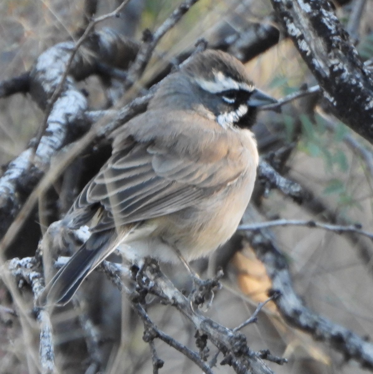 svartstrupespurv - ML645292649