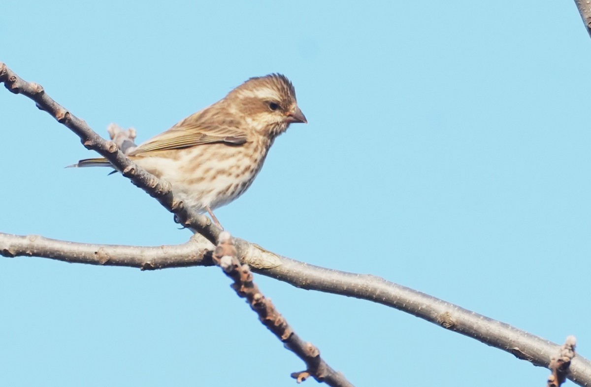 Roselin pourpré - ML645292650