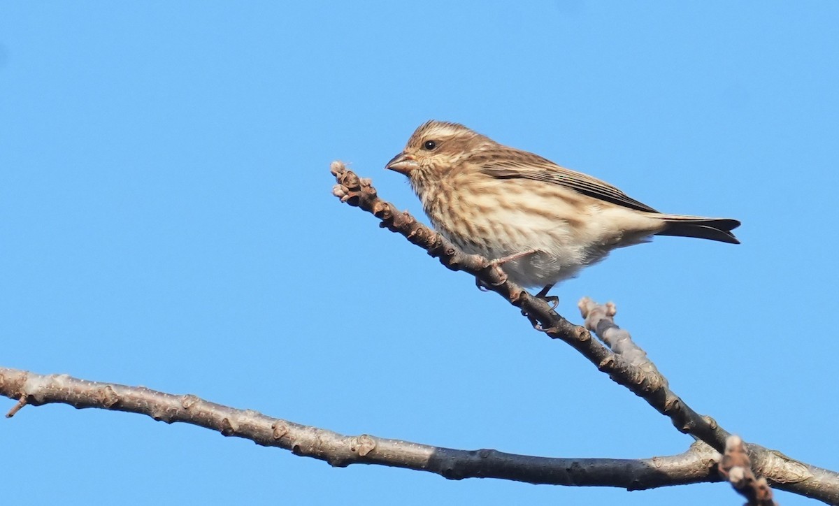 Roselin pourpré - ML645292651