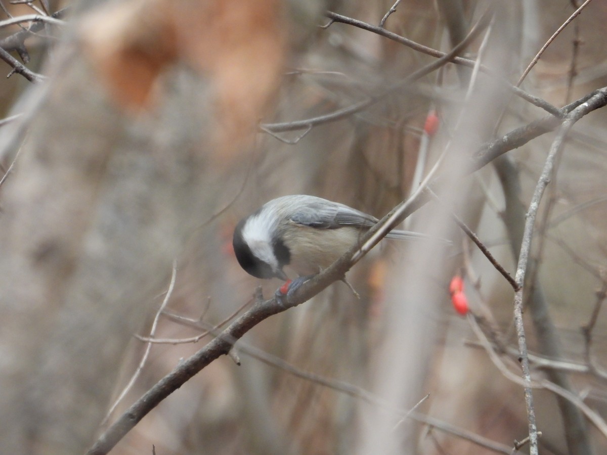 Carolina Chickadee - ML645292656