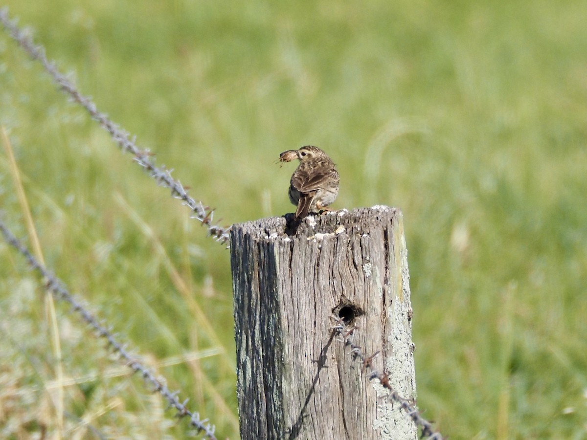 Australian Pipit - ML645292661
