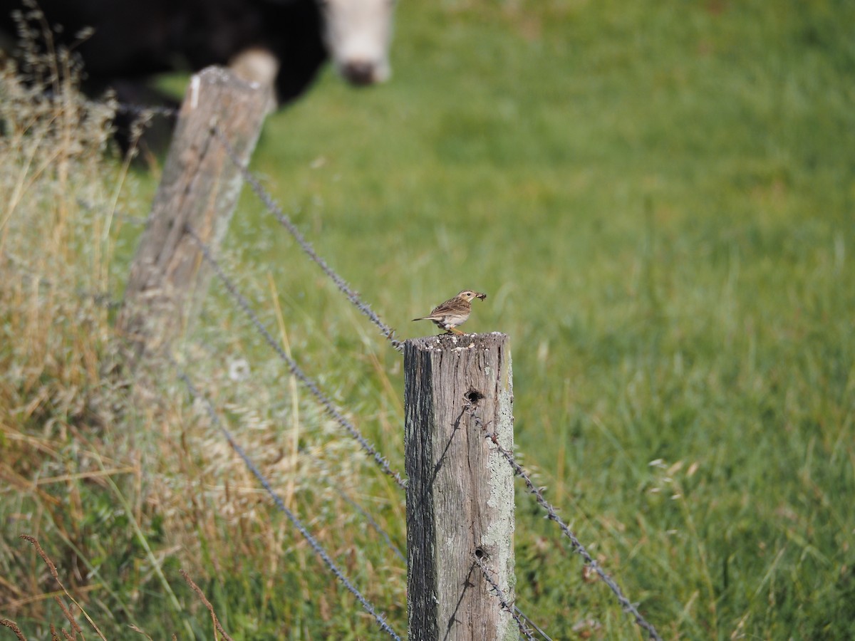Australian Pipit - ML645292663